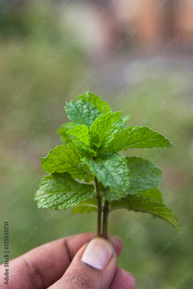 Hand holding fresh mint leaves from the garden. Hand holding fresh mint leaves from the garden.