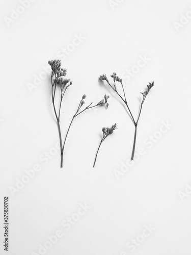Fototapeta Naklejka Na Ścianę i Meble -  Dry floral branch on white background. Flat lay, beautiful pattern, сloseup photo.
