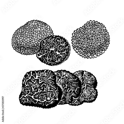 Vector sketch truffles mushrooms black-white graphics, gourmet cuisine, cut truffle, expensive black mushroom, vegetarian, autumn mushrooms isolated on white background for printing, cookbook, logo.