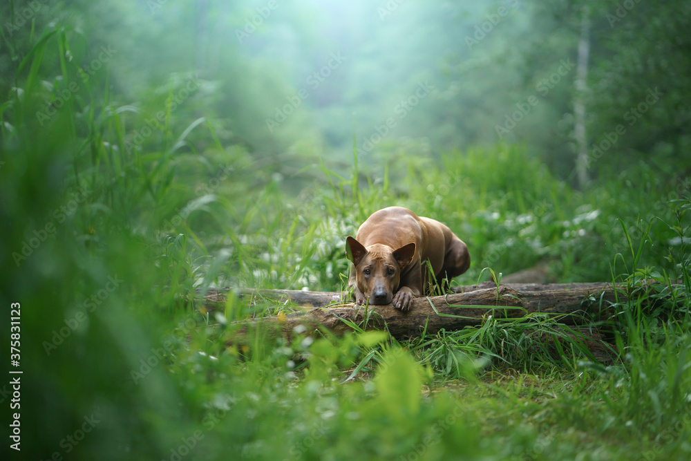 dog in the forest. Red-haired Thai Ridgeback in nature. dog in the forest. Red-haired Thai Ridgeback in nature.