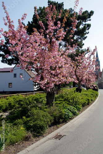 Almond tree, Almond Blossom, Prunus dulcis, Thuringia, Germany, Europe