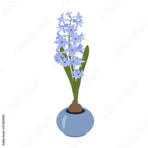 Vector illustration of a garden flower. Hyacinth in a pot