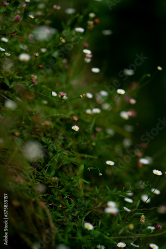 川辺の花