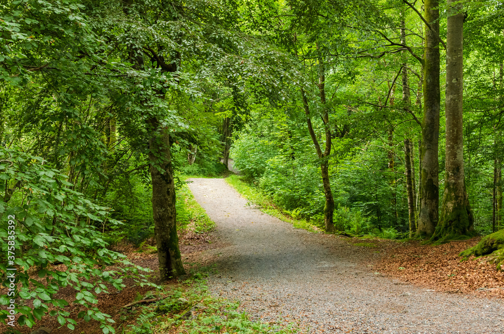 Winding gravel path in a green forest disappearing in the distance. Winding gravel path in a green forest disappearing in the distance.