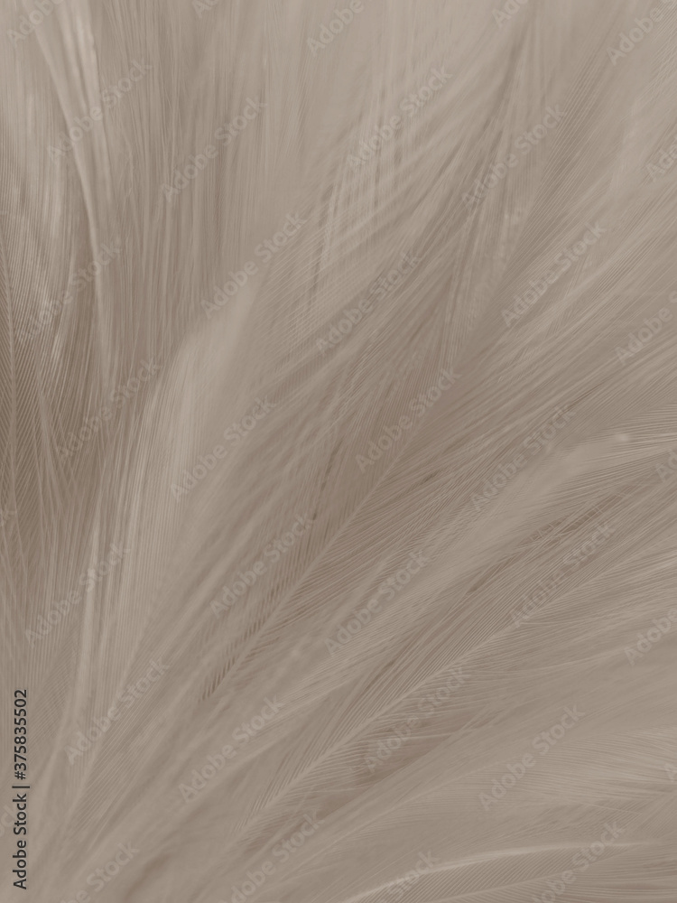 Beautiful abstract gray and white feathers on white background, soft brown feather texture on white pattern background, yellow feather background Beautiful abstract gray and white feathers on white background, soft brown feather texture on white pattern background, yellow feather background