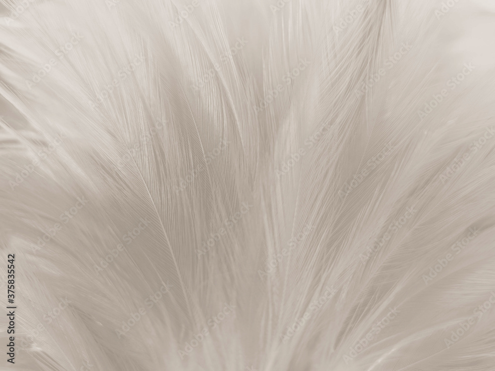 Beautiful abstract gray and white feathers on white background, soft brown feather texture on white pattern background, yellow feather background Beautiful abstract gray and white feathers on white background, soft brown feather texture on white pattern background, yellow feather background