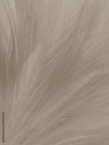 Beautiful abstract gray and white feathers on white background, soft brown feather texture on white pattern background, yellow feather background