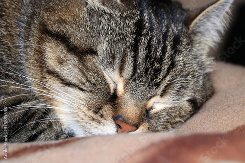 Fototapeta Naklejka Na Ścianę i Meble -  Close-up of a sleeping cat's face
