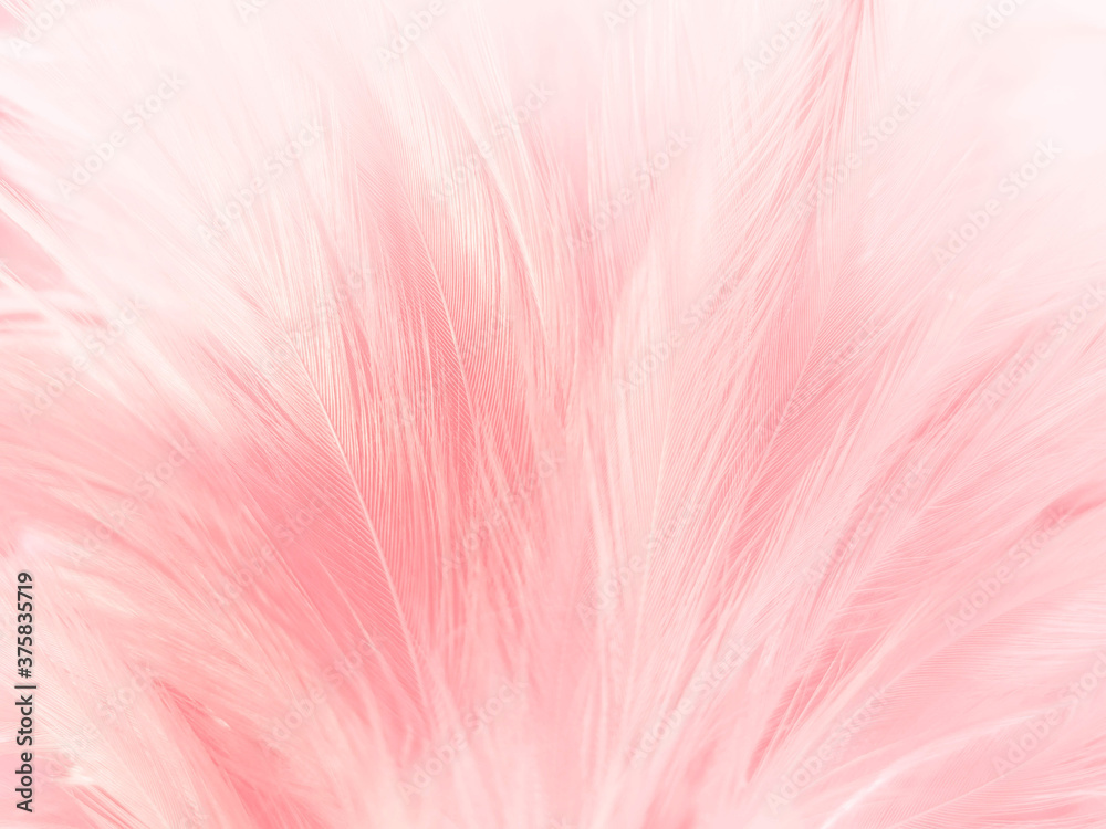 Beautiful abstract gray and pink feathers on white background, white feather frame texture on pink pattern and pink background, feather, pink banners