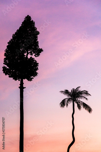 trees in tropical sunset in Thailand