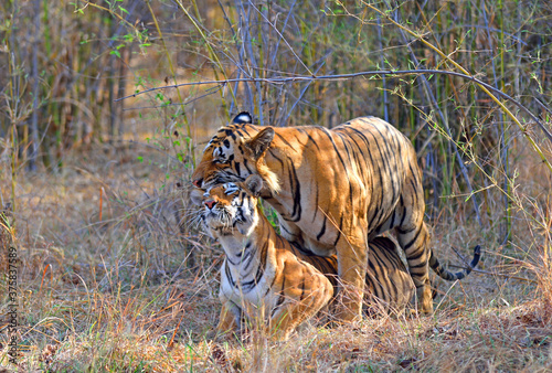 Indian Tiger  Panthera tigris  mating in forest