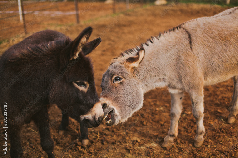 Two donkeys making funny faces Two donkeys making funny faces