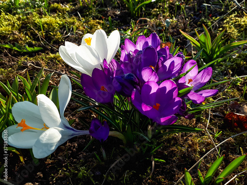 Group of early spring violet and white crocus flower blooms in sunlight in the morning photo