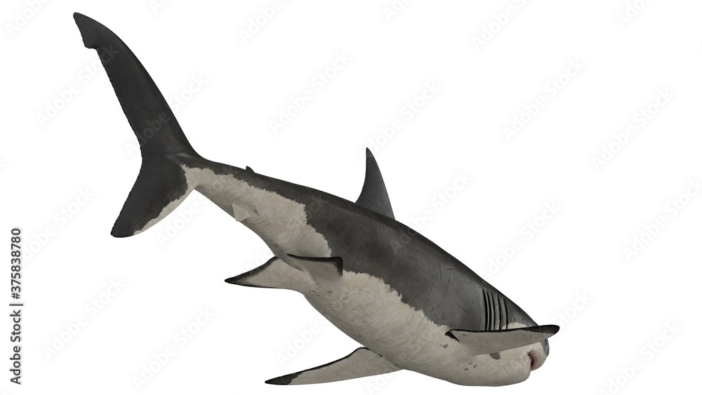 Fototapeta premium 3d rendered great white shark