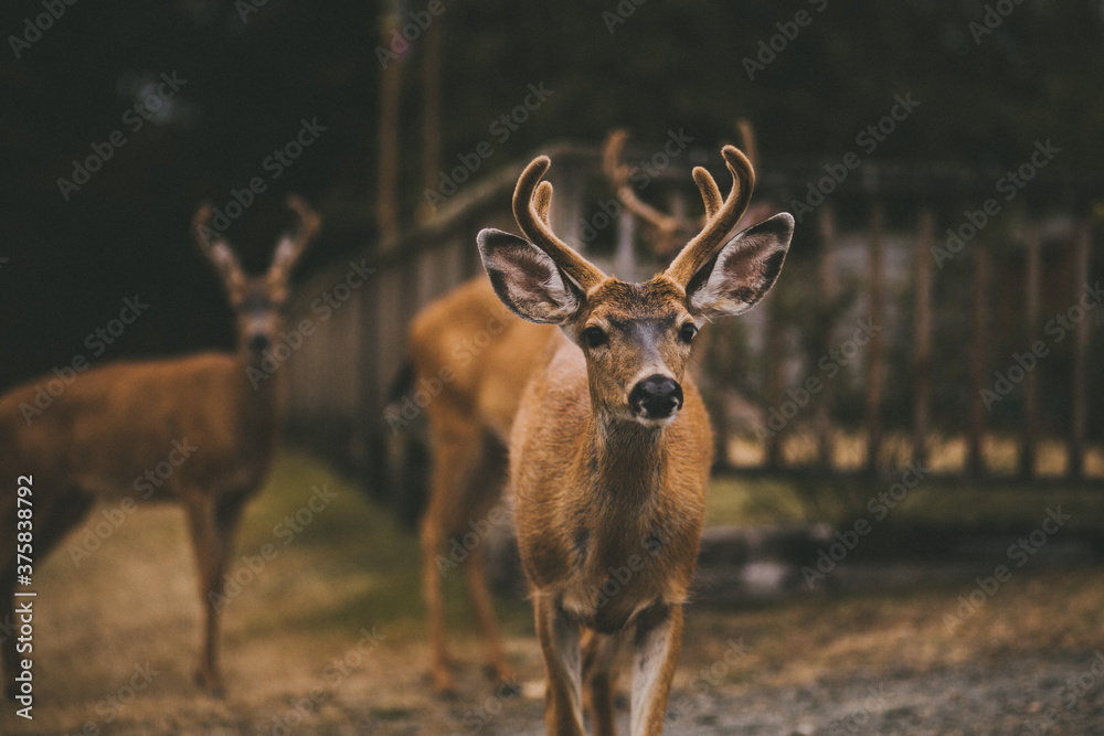 Deer in a backyard approaching Deer in a backyard approaching