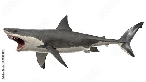 3d rendered great white shark