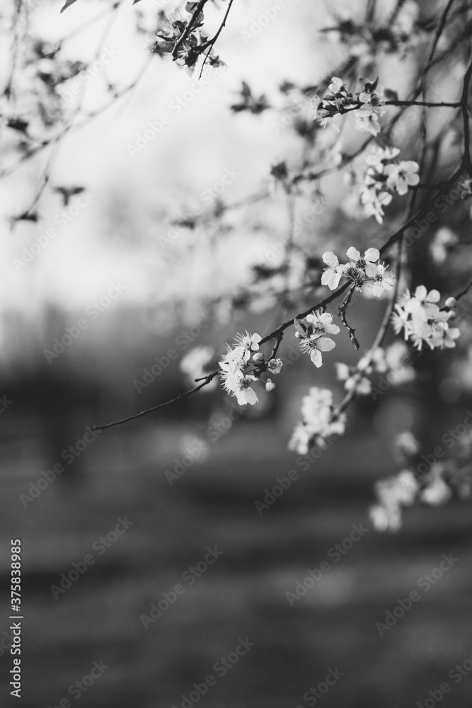 Spring blossom Spring blossom