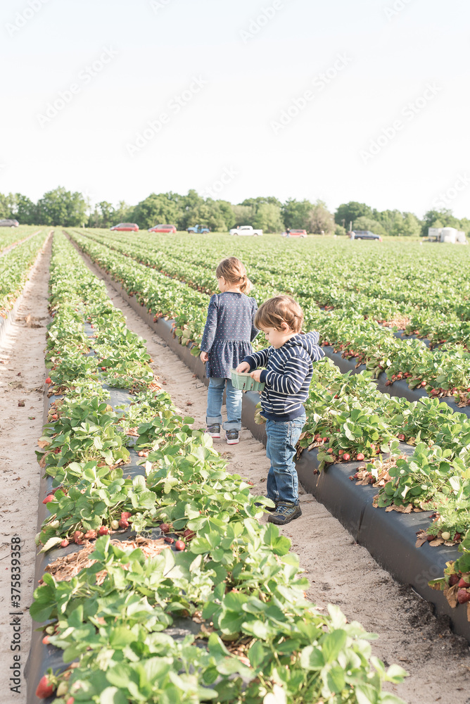 A Boy And A Girl Walk The Rows At A Strawberry Farm A Boy And A Girl Walk The Rows At A Strawberry Farm