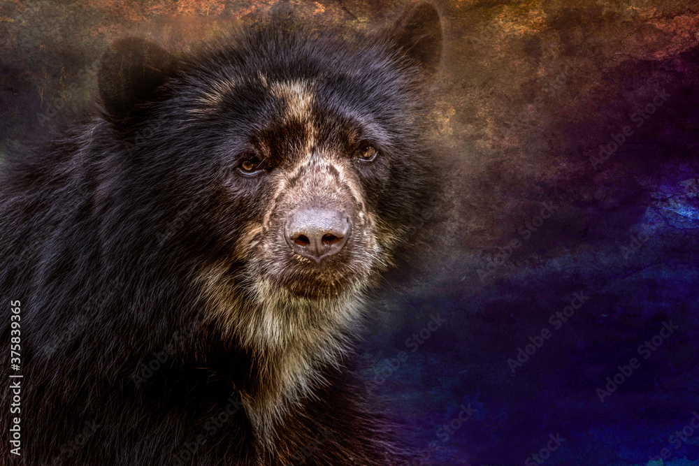 portrait of a spectacled bear portrait of a spectacled bear