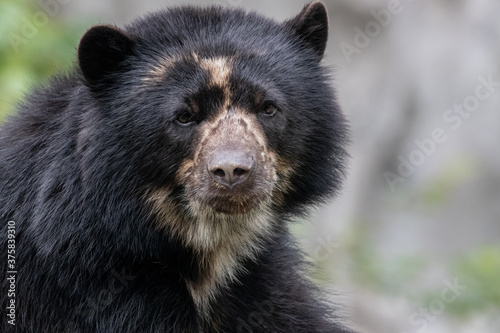 a small spectacled bear