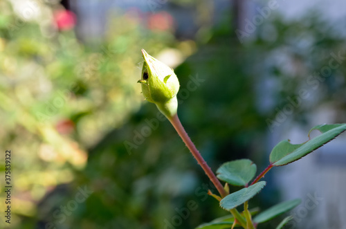 unopened lonely green white rose bud
