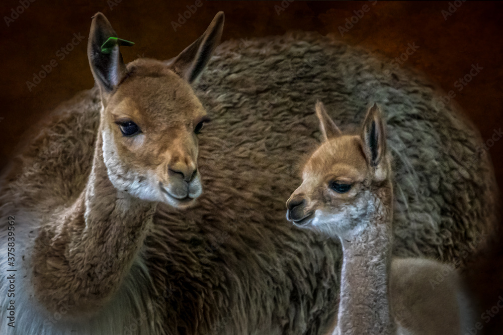 a mother vicuna and her baby