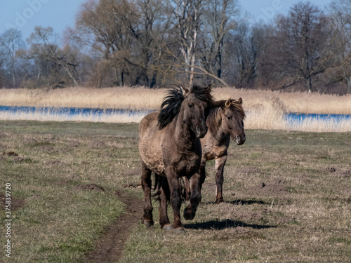 Semi-wild Polish Konik horse runningin a meadow photo