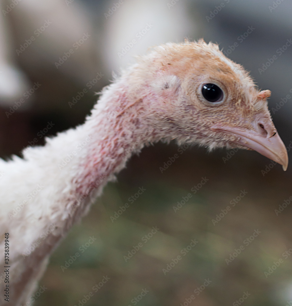 Fototapeta premium young turkeys on the farm, turkey breeding