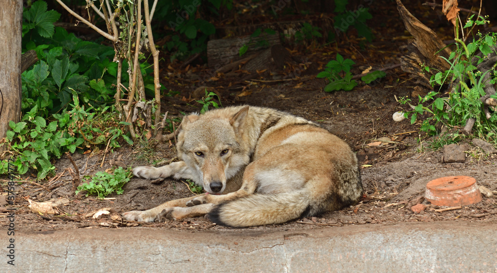One-eared wolf (Canis lupus) lies and licks her paw One-eared wolf (Canis lupus) lies and licks her paw