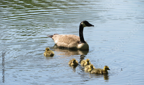 canada goose swimming with goslings