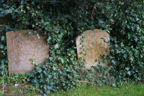 150 year old weathered tombstones covered with ivy photo