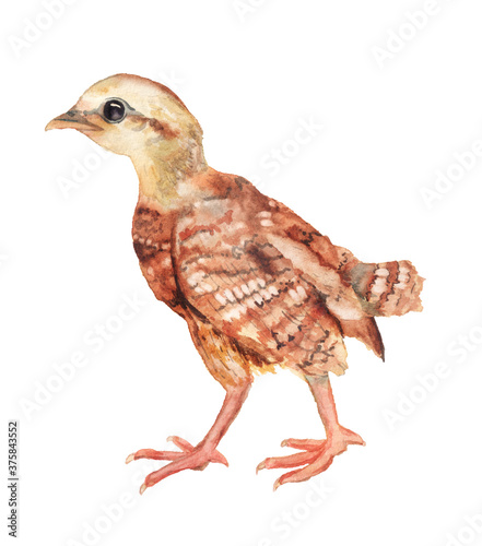 Realistic watercolor image of chicken