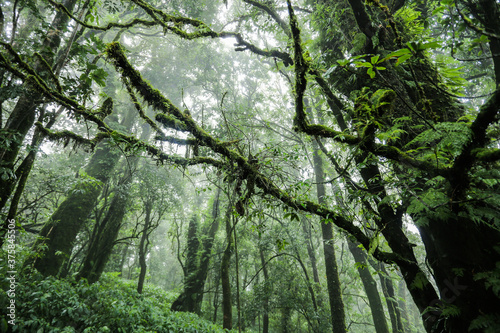 Rain forest in the North of Thailand