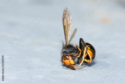 Frelon asiatique tué par un apiculteur devant ses ruches