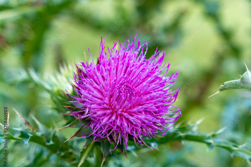 Close-up bright pink flower of melancholy thistle on a green natural background Close-up bright pink flower of melancholy thistle on a green natural background