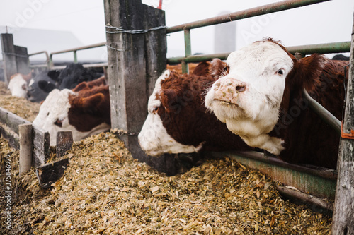 Cows eating out of a trough photo