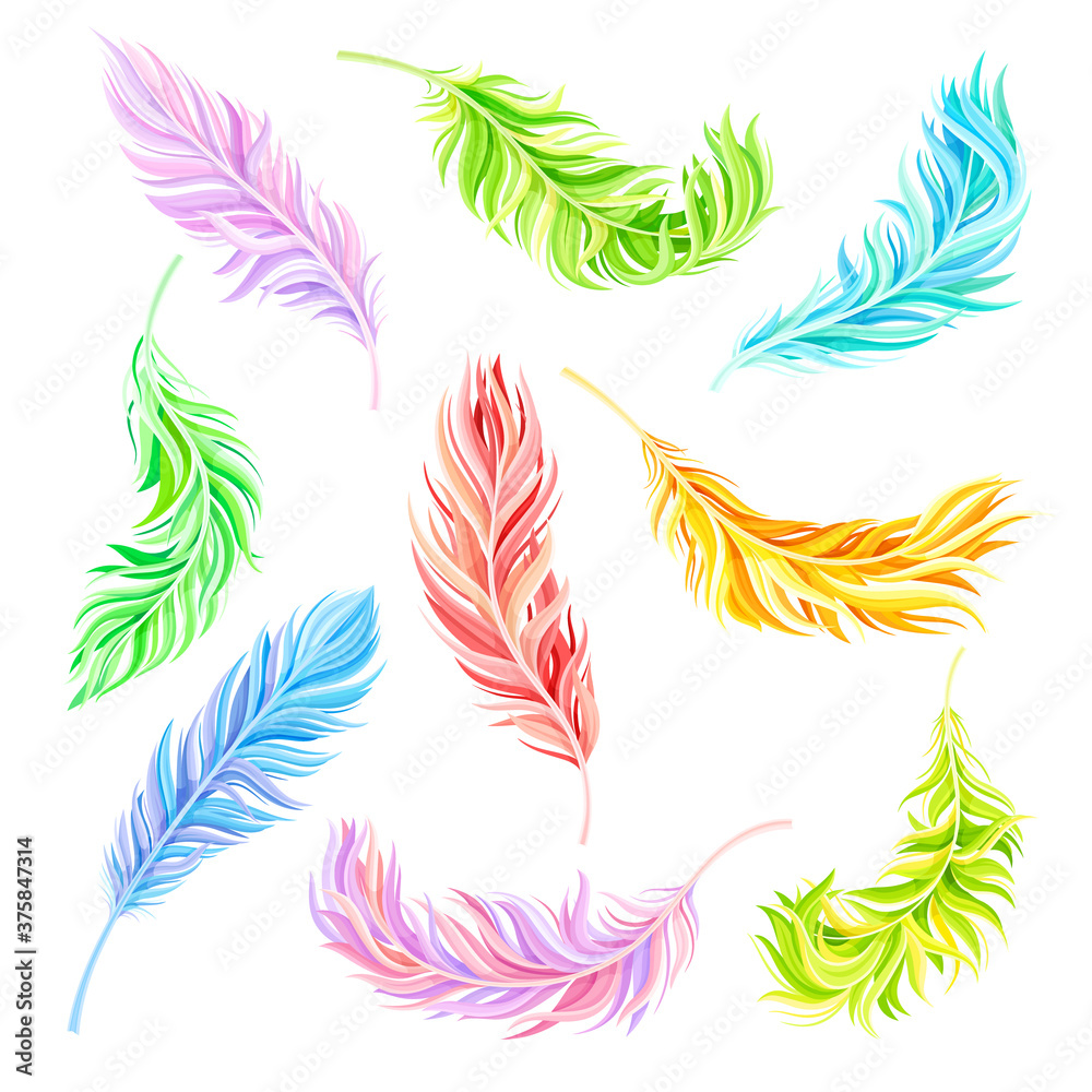 Fototapeta Colorful Bird Feathers as Avian Plumage Vector Set