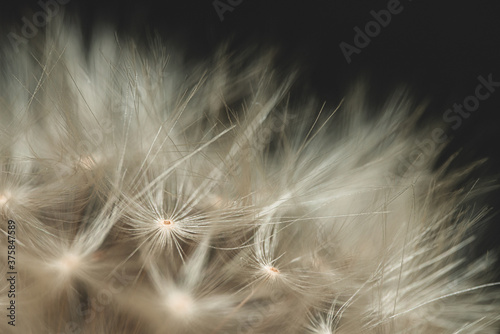 Close-Up Macro photo of A Dandelion heads seeds.