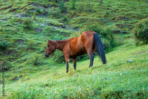 Mountain landscape with a horse grazing in a valley, Georgia