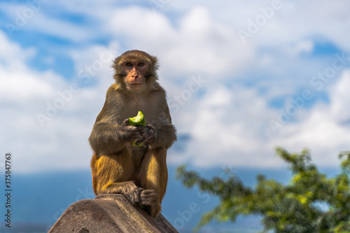 Monkey at the Swayambhunath temple, stock photo