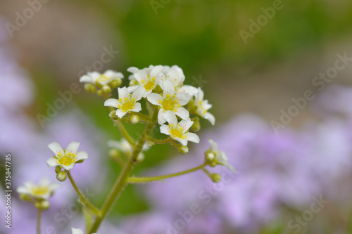 Blüte des Silberrosetten-Steinbrech