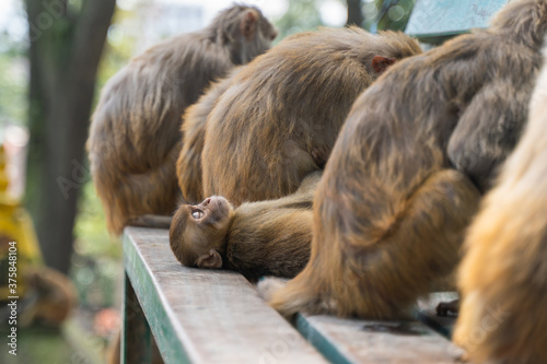 Group of monkeys at the Swayambhunath temple, stock photo photo