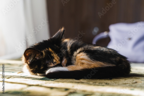 Beautiful short hair kitten sleeping on the bed at home. Stock photo.