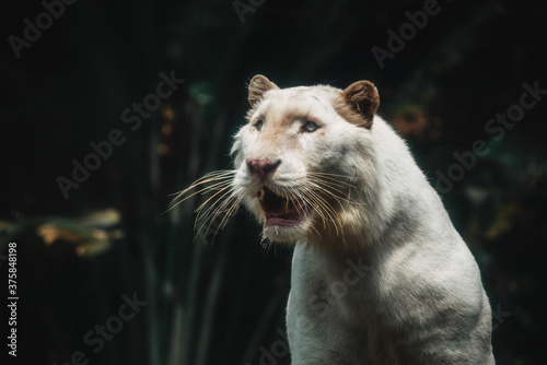 white lion photo