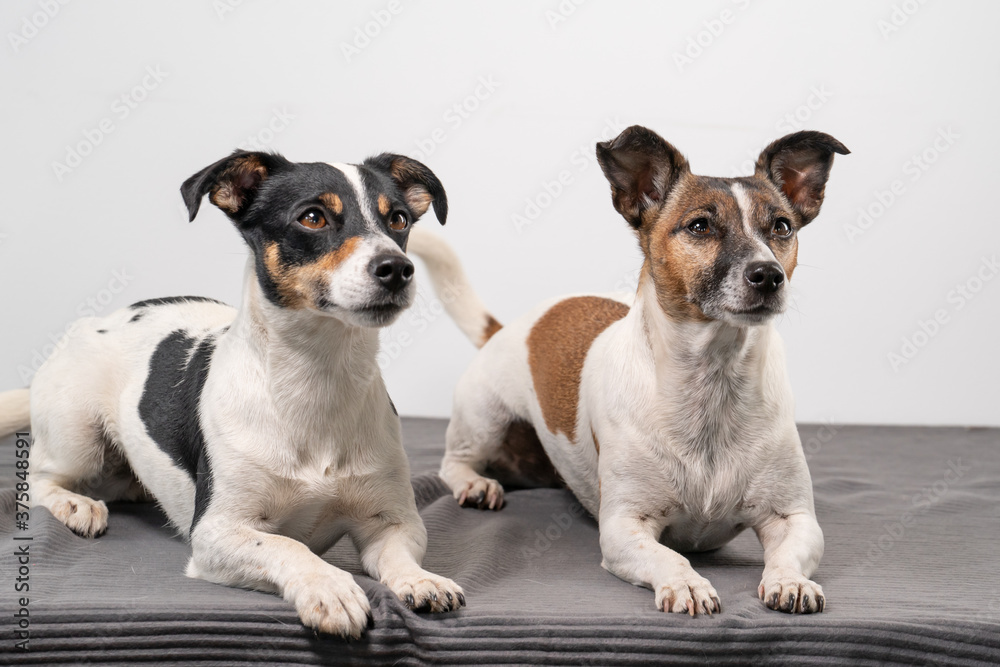 Two brown, black and white Jack Russell Terrier posing in a studio, in full length , copy space Two brown, black and white Jack Russell Terrier posing in a studio, in full length , copy space