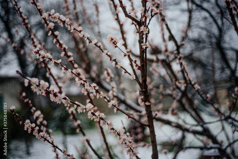 Cherry blossom covered with snow Cherry blossom covered with snow