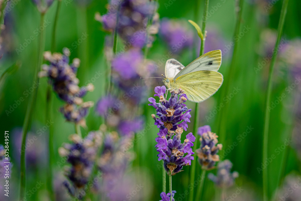 Close up photo of a cabbage white butterfly sitting on lavender. Close up photo of a cabbage white butterfly sitting on lavender.