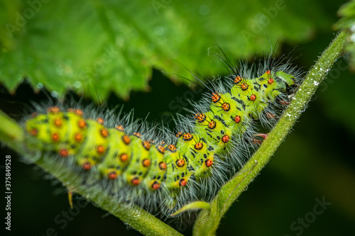 Emperor moth Caterpillar/ Larvae, (Saturnia pavonia), Walking along a green stem with a black background.