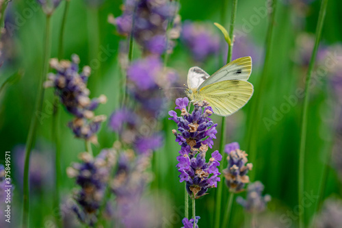 Close up photo of a cabbage white butterfly sitting on lavender. © Jack Soldano