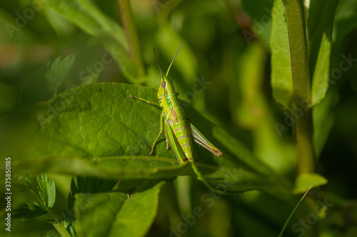 Small Gold Grasshopper Smaragdzöld sáska (Euthystira brachyptera)
